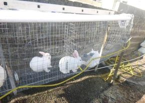 Maddie cruelty case